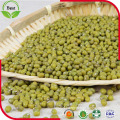 Common Cultivation Green Mung Beans for Sprouting